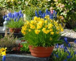 Narcissus 'Tête à Tête' 27 Narcissus 'Tête à Tête' -Beauty Flowers Shop narcissus tete a tete 12