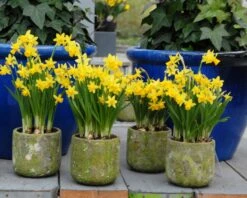 Narcissus 'Tête à Tête' 20 Narcissus 'Tête à Tête' -Beauty Flowers Shop narcissus tete a tete 13