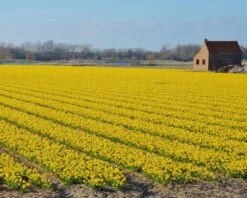 Narcissus 'Tête à Tête' 28 Narcissus 'Tête à Tête' -Beauty Flowers Shop narcissus tete a tete 14