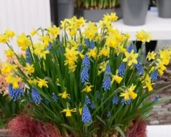 Narcissus 'Tête à Tête' 30 Narcissus 'Tête à Tête' -Beauty Flowers Shop narcissus tete a tete 16