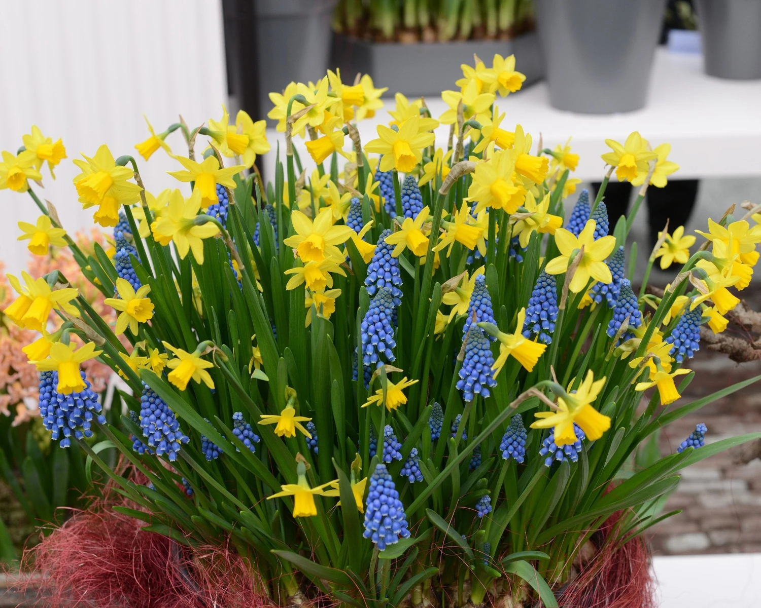 Narcissus 'Tête à Tête' 15 Narcissus 'Tête à Tête' - Image 14