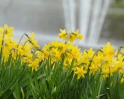 Narcissus 'Tête à Tête' 31 Narcissus 'Tête à Tête' -Beauty Flowers Shop narcissus tete a tete 17
