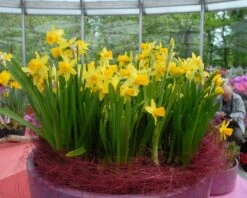 Narcissus 'Tête à Tête' 32 Narcissus 'Tête à Tête' -Beauty Flowers Shop narcissus tete a tete 18