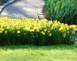 Narcissus 'Tête à Tête' 21 Narcissus 'Tête à Tête' -Beauty Flowers Shop narcissus tete a tete 1 90fc9e3f f8ba 4435 a253 cccb5fb76295