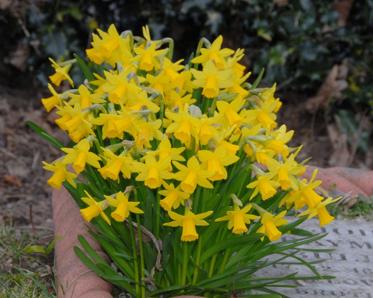 Narcissus 'Tête à Tête' 4 Narcissus 'Tête à Tête' - Image 3