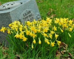 Narcissus 'Tête à Tête' 29 Narcissus 'Tête à Tête' -Beauty Flowers Shop narcissus tete a tete 5