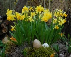 Narcissus 'Tête à Tête' 22 Narcissus 'Tête à Tête' -Beauty Flowers Shop narcissus tete a tete 6