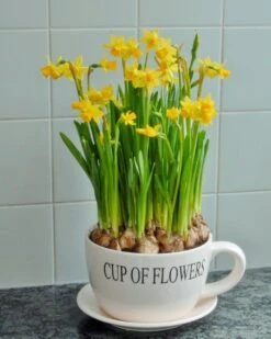 Narcissus 'Tête à Tête' 23 Narcissus 'Tête à Tête' -Beauty Flowers Shop narcissus tete a tete 7