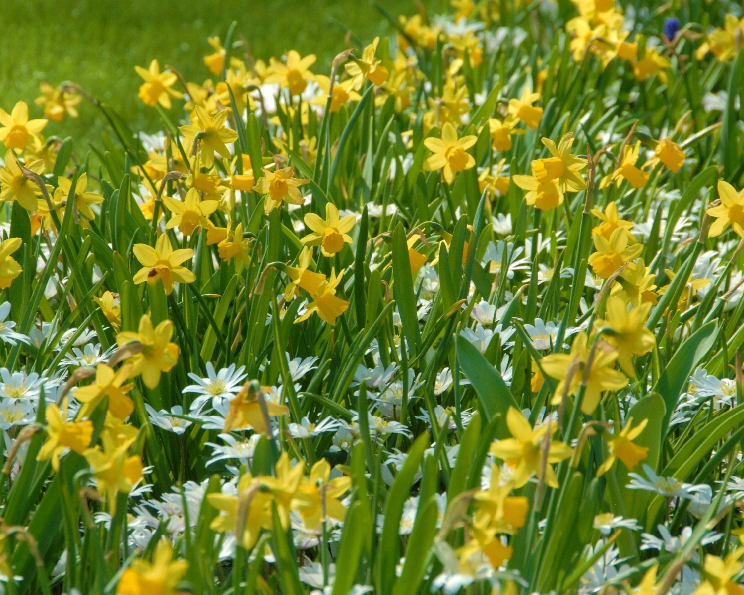 Narcissus 'Tête à Tête' 9 Narcissus 'Tête à Tête' - Image 8