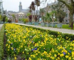 Narcissus 'Tête à Tête' 25 Narcissus 'Tête à Tête' -Beauty Flowers Shop narcissus tete a tete 9