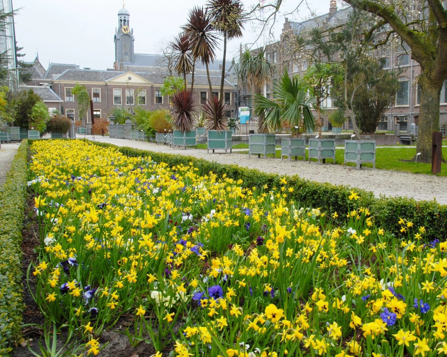 Narcissus 'Tête à Tête' 10 Narcissus 'Tête à Tête' - Image 9