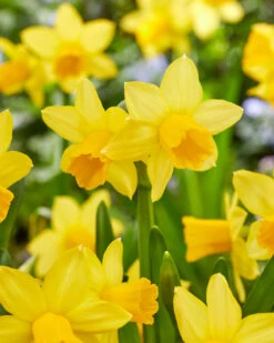 Narcissus 'Tête à Tête XXL' 19 Narcissus 'Tête à Tête XXL' -Beauty Flowers Shop narcissus tete a tete xxl 0