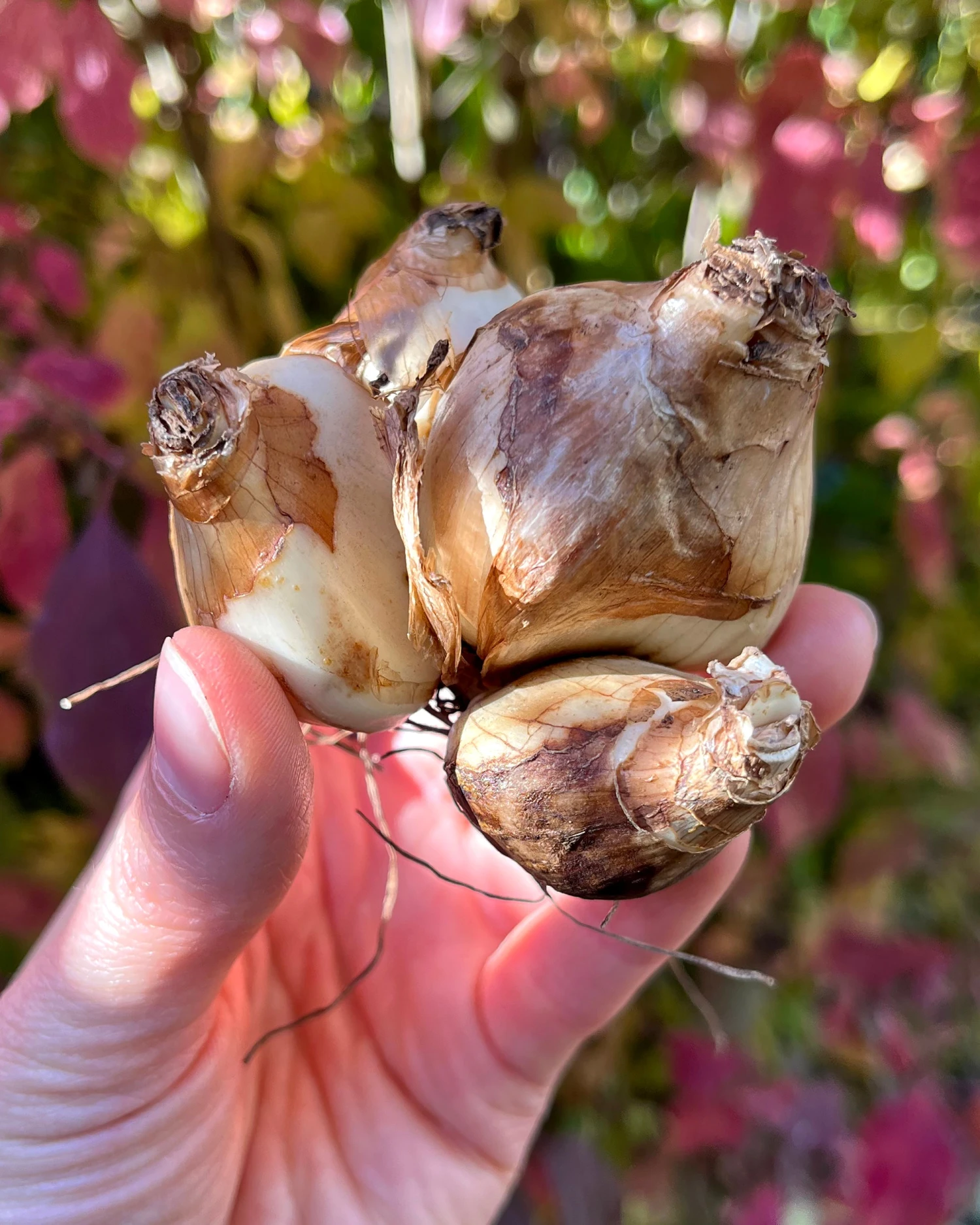 Narcissus 'Tête à Tête XXL' 6 Narcissus 'Tête à Tête XXL' - Image 4