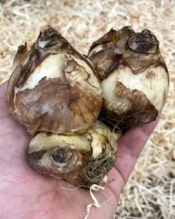 Narcissus 'Tête à Tête XXL' 18 Narcissus 'Tête à Tête XXL' -Beauty Flowers Shop narcissus tete a tete xxl 1