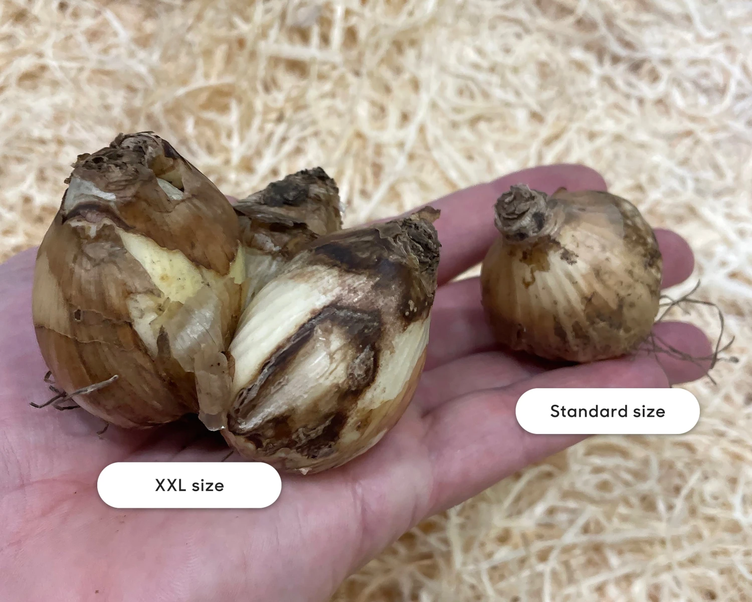 Narcissus 'Tête à Tête XXL' 4 Narcissus 'Tête à Tête XXL' - Image 2