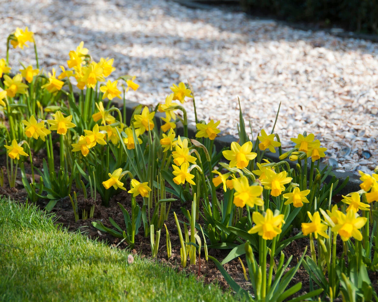 Narcissus 'Tête à Tête XXL' 5 Narcissus 'Tête à Tête XXL' - Image 3