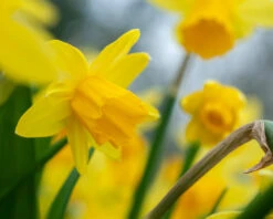 Narcissus 'Tête à Tête XXL' 17 Narcissus 'Tête à Tête XXL' -Beauty Flowers Shop narcissus tete a tete xxl 4