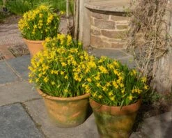 Narcissus 'Tête à Tête XXL' 15 Narcissus 'Tête à Tête XXL' -Beauty Flowers Shop narcissus tete a tete xxl 5