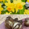 Narcissus 'Tête à Tête XXL' 1 Narcissus 'Tête à Tête XXL' -Beauty Flowers Shop narcissus tete a tete xxl 6