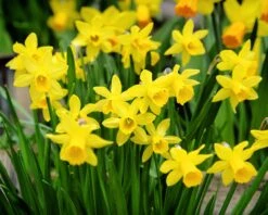 Narcissus 'Tête à Tête XXL' 16 Narcissus 'Tête à Tête XXL' -Beauty Flowers Shop narcissus tete a tete xxl 7