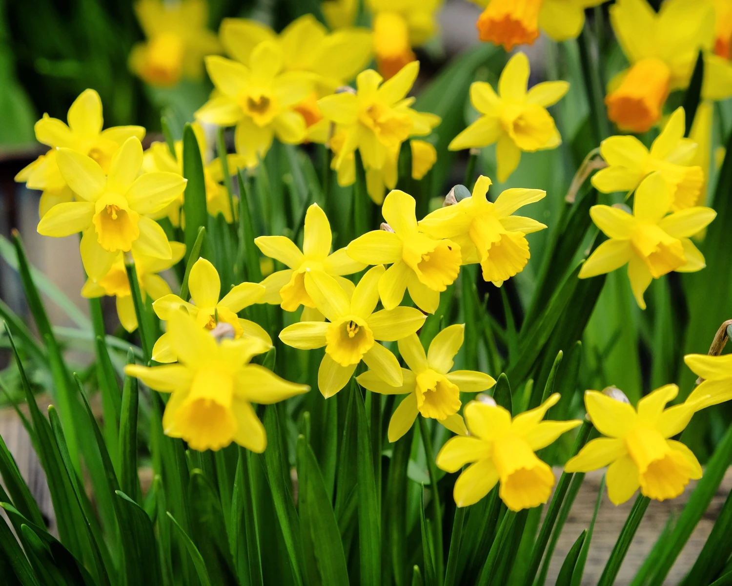 Narcissus 'Tête à Tête XXL' 8 Narcissus 'Tête à Tête XXL' - Image 6