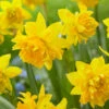 Narcissus 'Tête Bouclé' 1 Narcissus 'Tête Bouclé' -Beauty Flowers Shop narcissus tete boucle 0