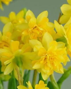 Narcissus 'Tête Bouclé' 16 Narcissus 'Tête Bouclé' -Beauty Flowers Shop narcissus tete de luxe 1