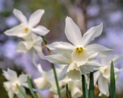Narcissus 'Thalia' 22 Narcissus 'Thalia' -Beauty Flowers Shop narcissus thalia 0