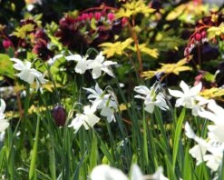 Narcissus 'Thalia' 16 Narcissus 'Thalia' -Beauty Flowers Shop narcissus thalia 10