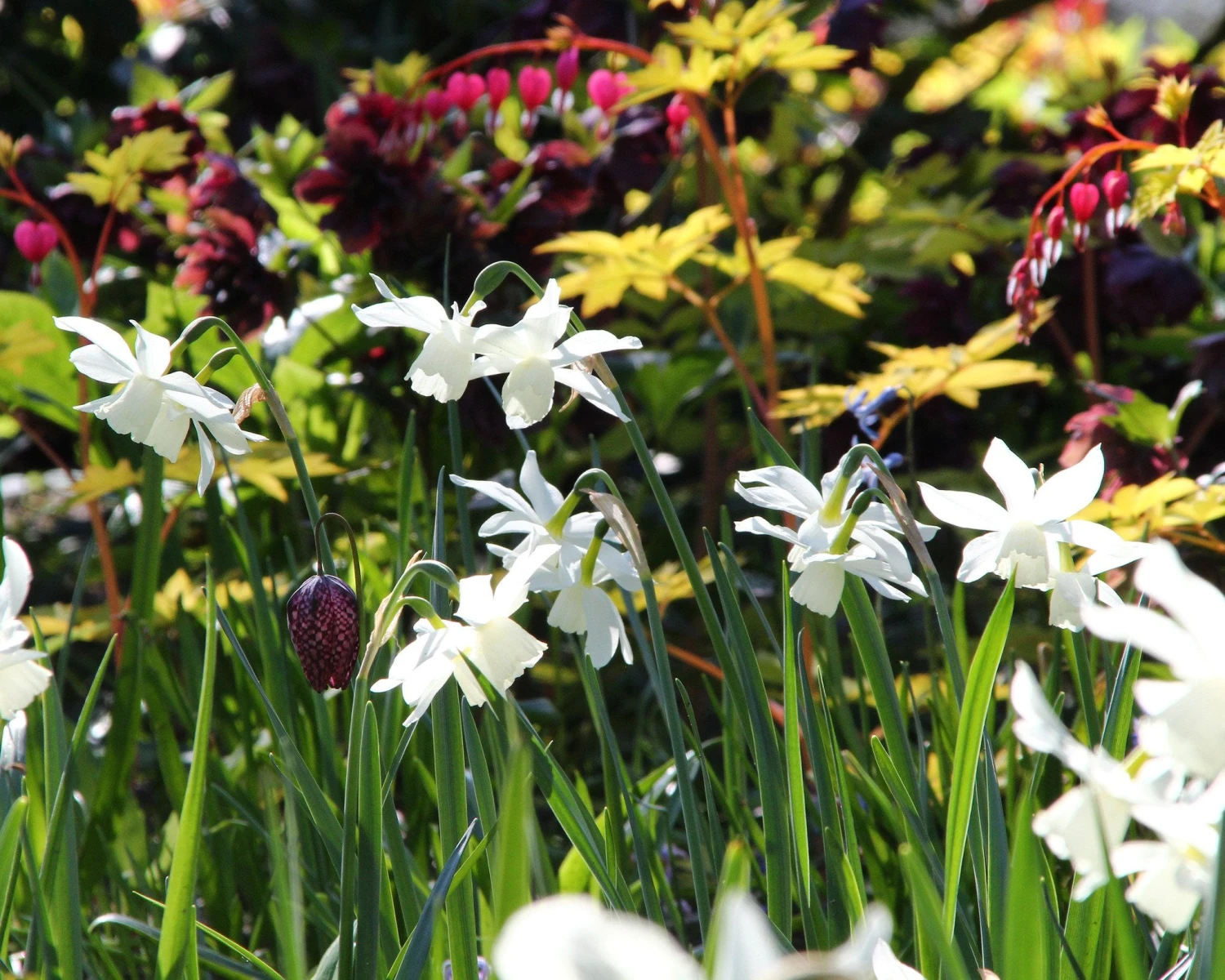 Narcissus 'Thalia' 6 Narcissus 'Thalia' - Image 4