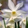 Narcissus 'Thalia' 2 Narcissus 'Thalia' -Beauty Flowers Shop narcissus thalia 11