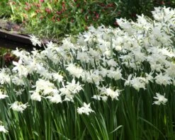 Narcissus 'Thalia' 15 Narcissus 'Thalia' -Beauty Flowers Shop narcissus thalia 20