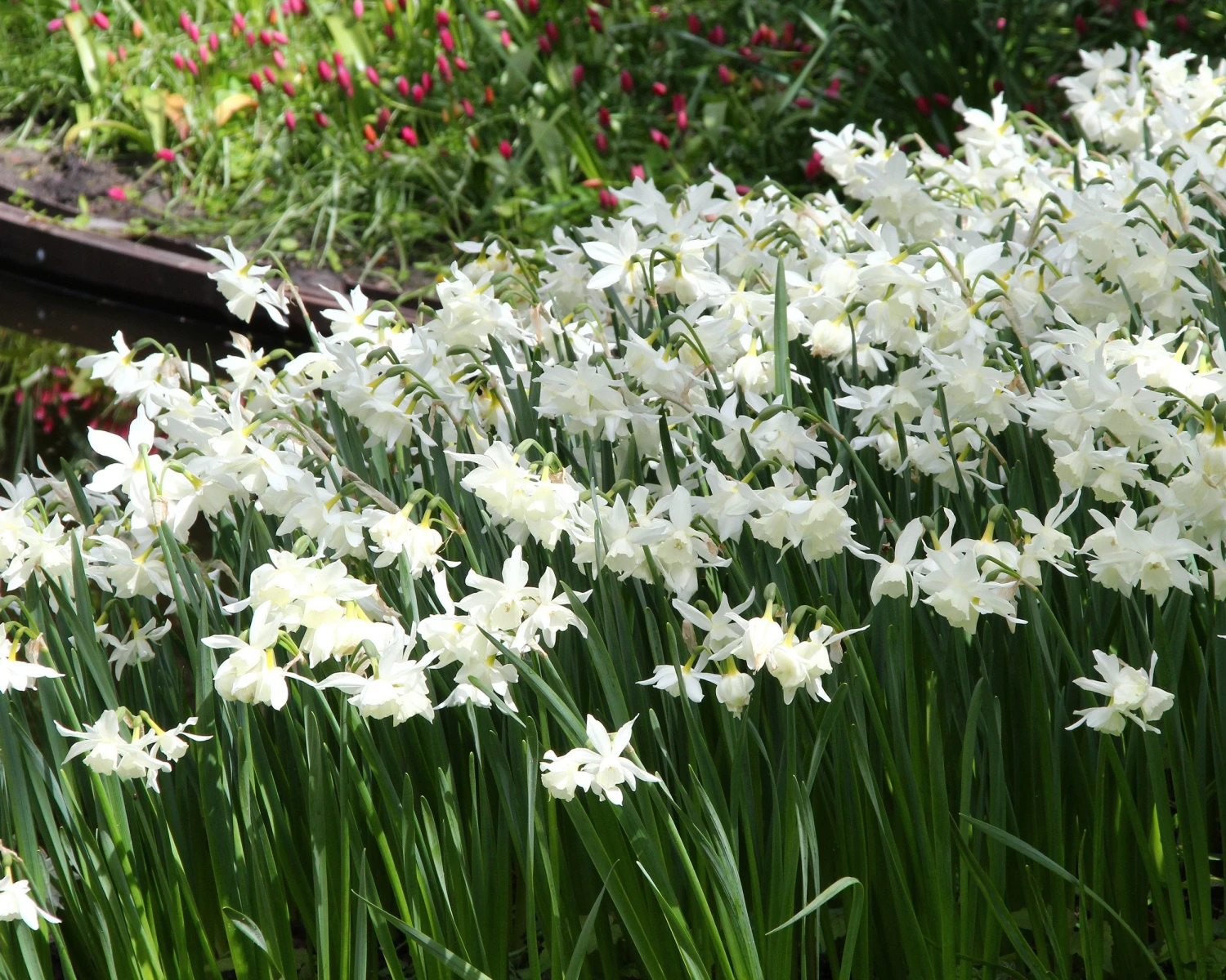Narcissus 'Thalia' 5 Narcissus 'Thalia' - Image 3