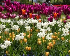 Narcissus 'Thalia' 19 Narcissus 'Thalia' -Beauty Flowers Shop narcissus thalia 2 ccaefb35 1d77 434c b188 7b9a5b6e5616