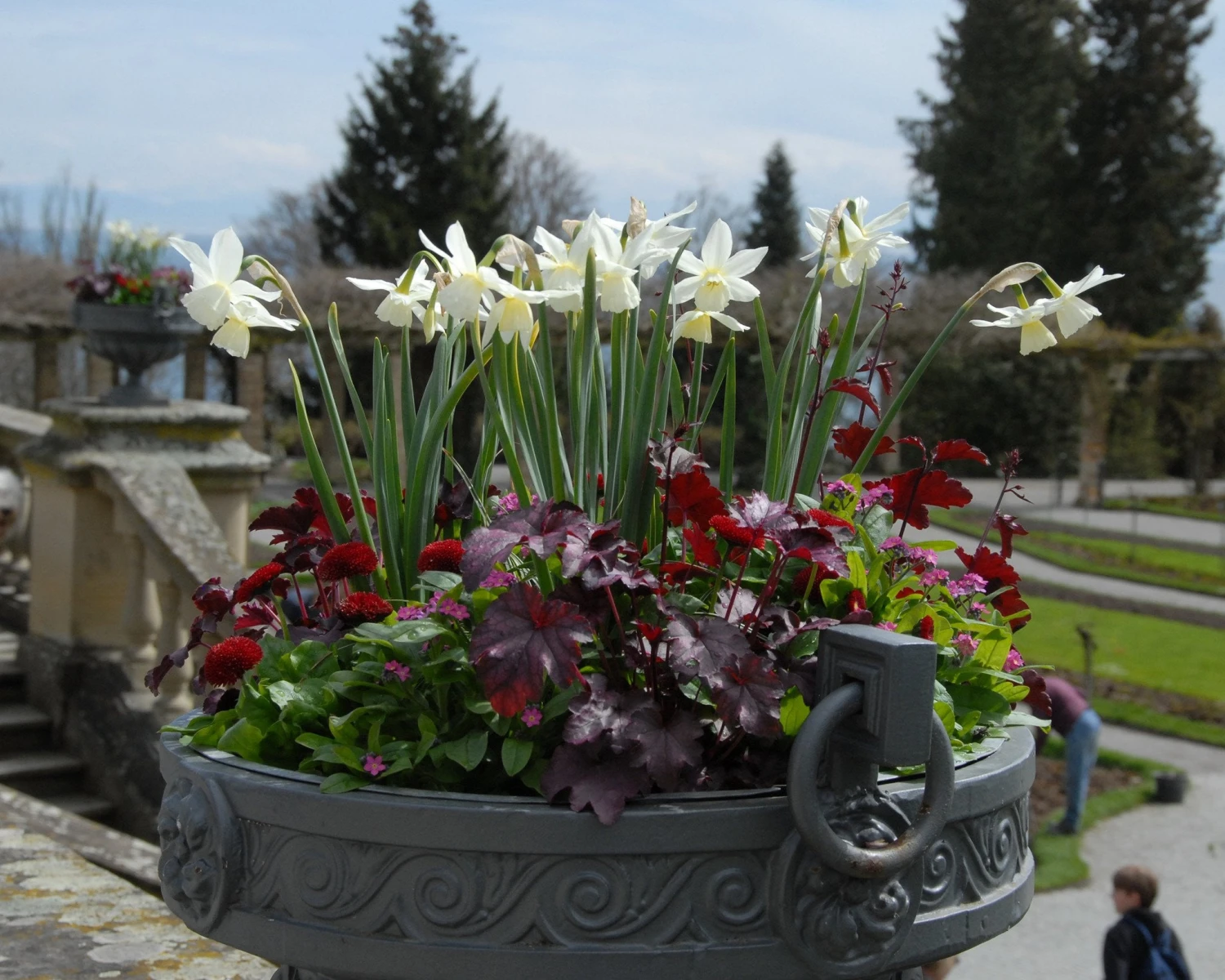 Narcissus 'Thalia' 13 Narcissus 'Thalia' - Image 11