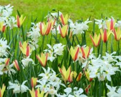 Narcissus 'Thalia' 21 Narcissus 'Thalia' -Beauty Flowers Shop narcissus thalia 6