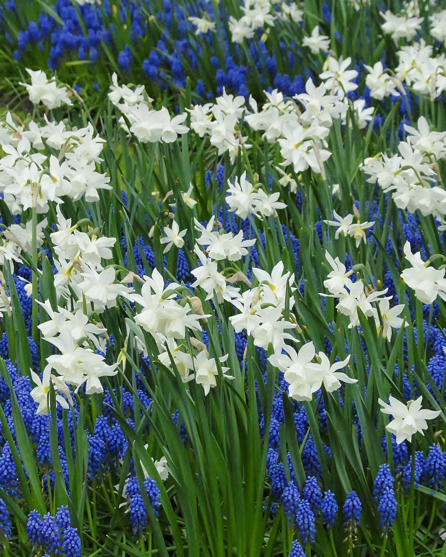 Narcissus 'Thalia' 4 Narcissus 'Thalia' - Image 2