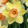 Narcissus 'Tickled Pinkeen' 1 Narcissus 'Tickled Pinkeen' -Beauty Flowers Shop narcissus tickled pinkeen 0