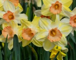 Narcissus 'Tickled Pinkeen' -Beauty Flowers Shop narcissus tickled pinkeen 2