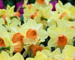 Narcissus 'Tickled Pinkeen' -Beauty Flowers Shop narcissus tickled pinkeen 3