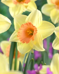 Narcissus 'Tickled Pinkeen' -Beauty Flowers Shop narcissus tickled pinkeen 4