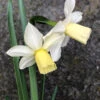 Narcissus 'Toto' 1 Narcissus 'Toto' -Beauty Flowers Shop narcissus toto 0
