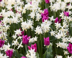 Narcissus 'Toto' 7 Narcissus 'Toto' -Beauty Flowers Shop narcissus toto 2