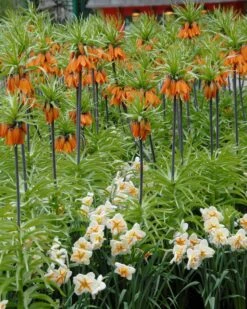 Narcissus 'Trepolo' 11 Narcissus 'Trepolo' -Beauty Flowers Shop narcissus trepolo 1
