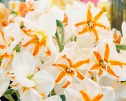 Narcissus 'Trepolo' 10 Narcissus 'Trepolo' -Beauty Flowers Shop narcissus trepolo 3