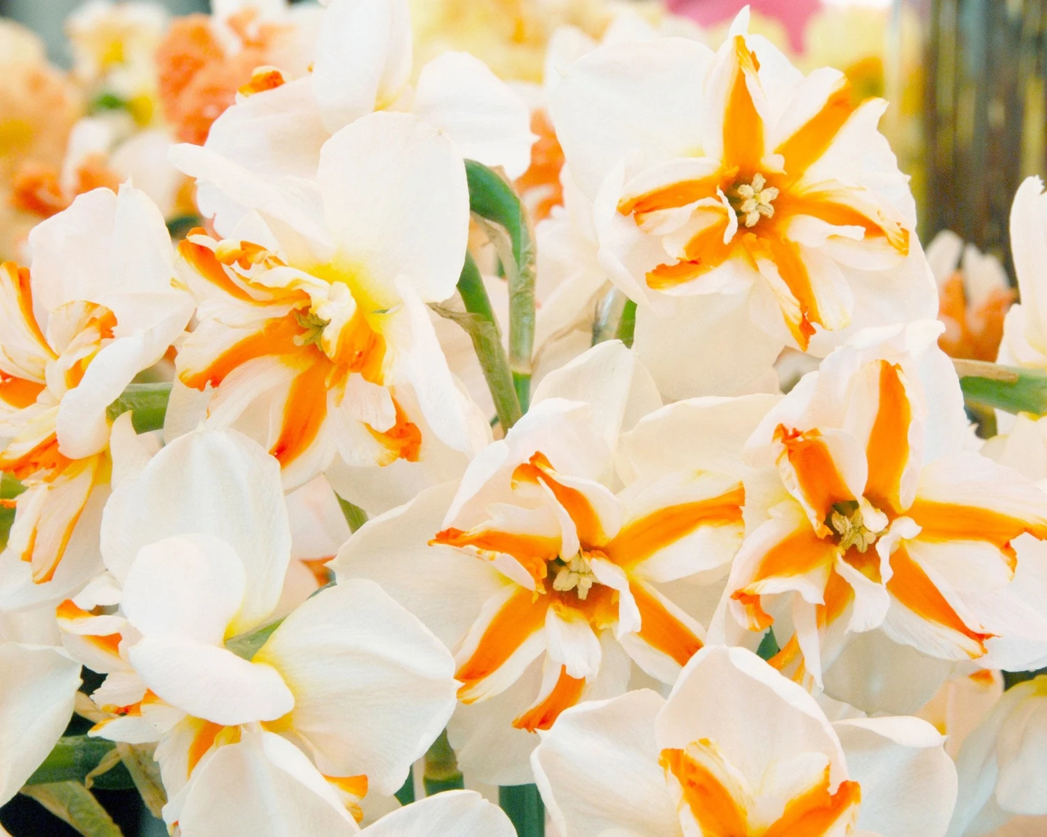 Narcissus 'Trepolo' 5 Narcissus 'Trepolo' - Image 3