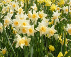 Narcissus 'Waterperry' 8 Narcissus 'Waterperry' -Beauty Flowers Shop narcissus waterperry 4