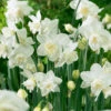 Narcissus 'White Marvel' 1 Narcissus 'White Marvel' -Beauty Flowers Shop narcissus white marvel 0