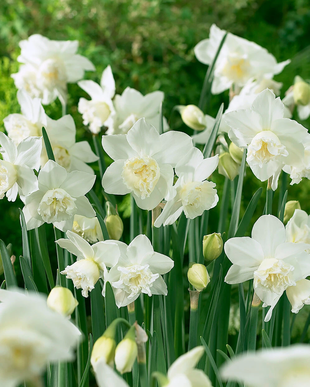 Narcissus 'White Marvel' 3 Narcissus 'White Marvel'