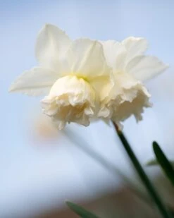 Narcissus 'White Marvel' 22 Narcissus 'White Marvel' -Beauty Flowers Shop narcissus white marvel 1